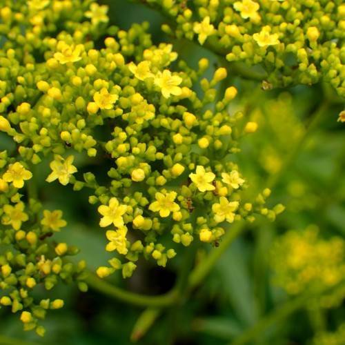 cluster of small, yellow, star-like flowers and yellow-green buds, and green stems