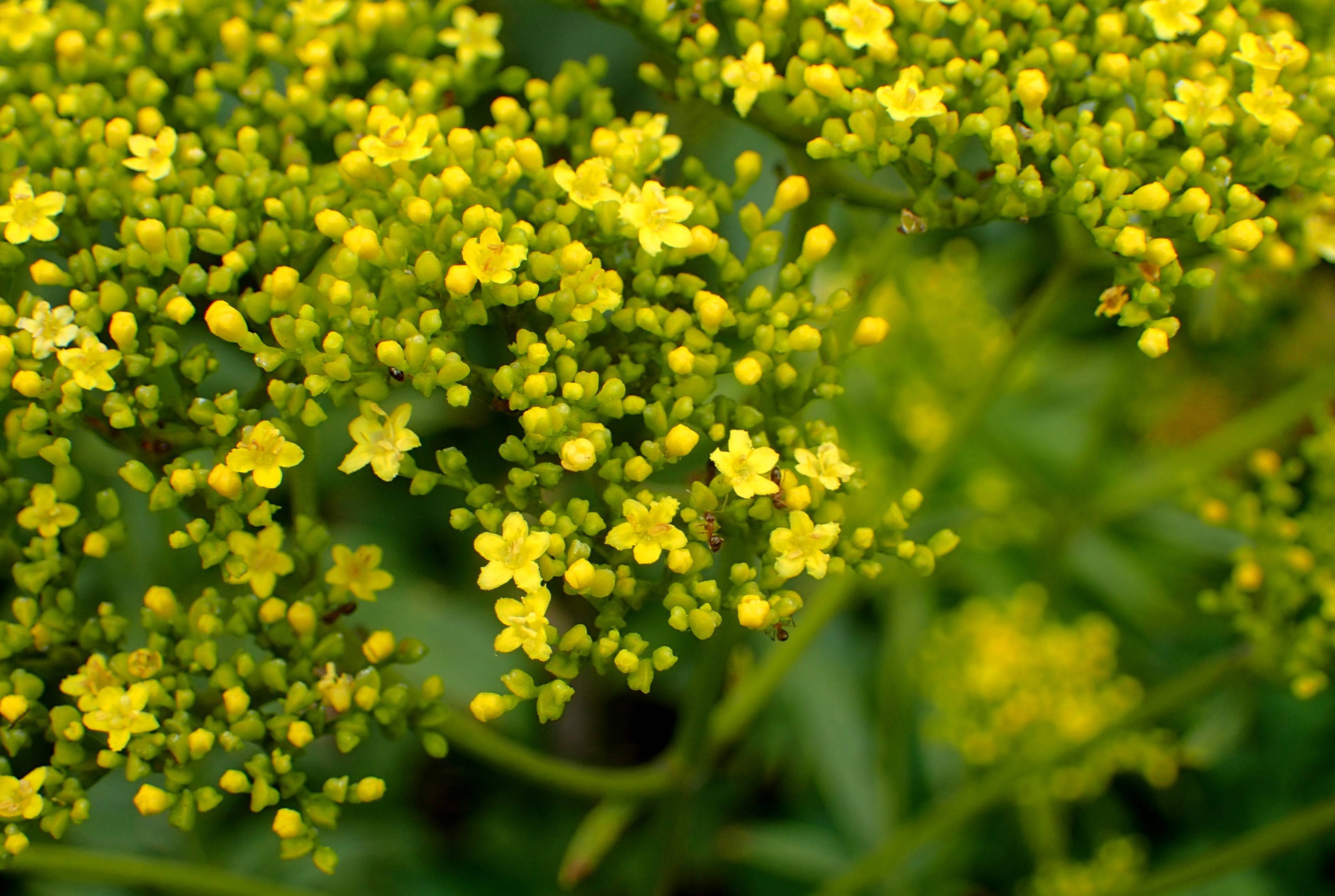 cluster of small, yellow, star-like flowers and yellow-green buds, and green stems