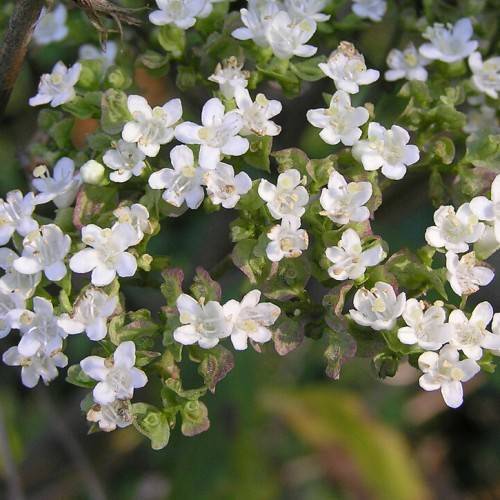 cluster of small, white, star-like flowers with white stamens, purple-green, small leaves, and green stems