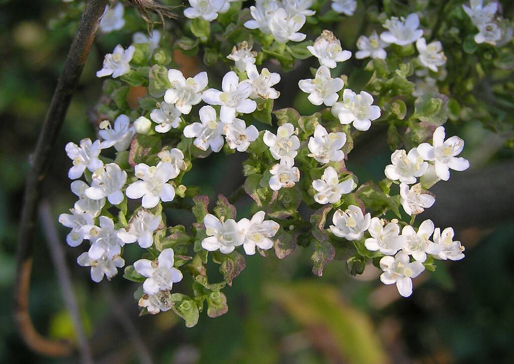 cluster of small, white, star-like flowers with white stamens, purple-green, small leaves, and green stems