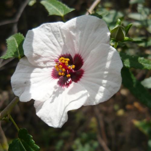 White flower, burgundy center and style, burgundy-white stigma, yellow anthers, burgundy ovary, green leaves yellow midrib and veins.