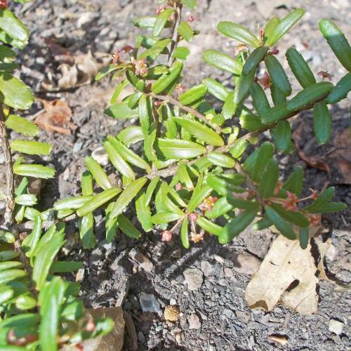 shiny, oblong, green, small leaves with gray-brown, woody stems