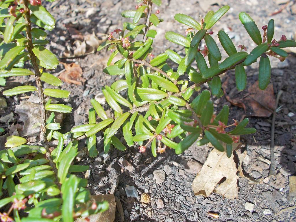 shiny, oblong, green, small leaves with gray-brown, woody stems