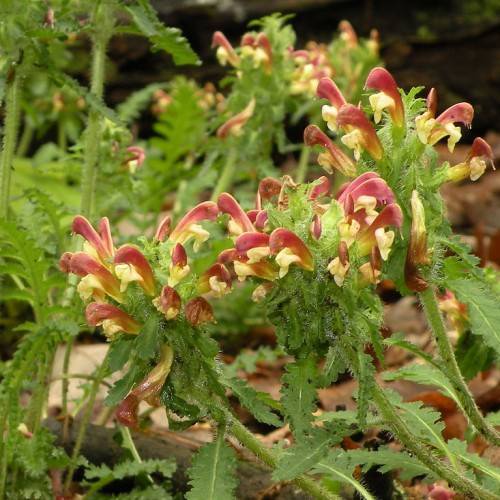 yellow-burgundy, two-lipped flowers with hairy, green stems, and hairy, green, lobed leaves