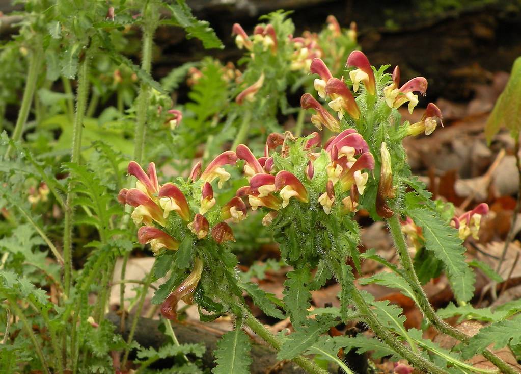 yellow-burgundy, two-lipped flowers with hairy, green stems, and hairy, green, lobed leaves