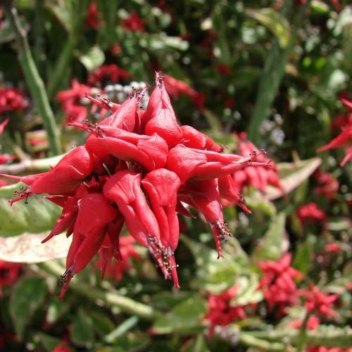cluster of red, fleshy, shiny, tubular flowers with red stigmas