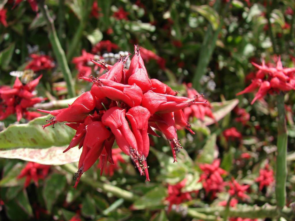 cluster of red, fleshy, shiny, tubular flowers with red stigmas