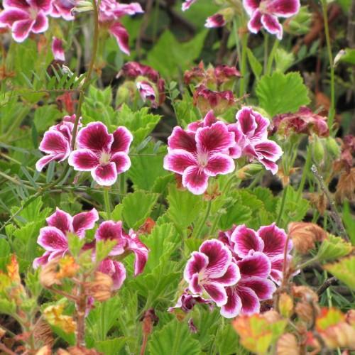 Magenta-white flower, with anthers, lime style and buds, beige sepals, green leaves, beige stems, yellow veins and blades