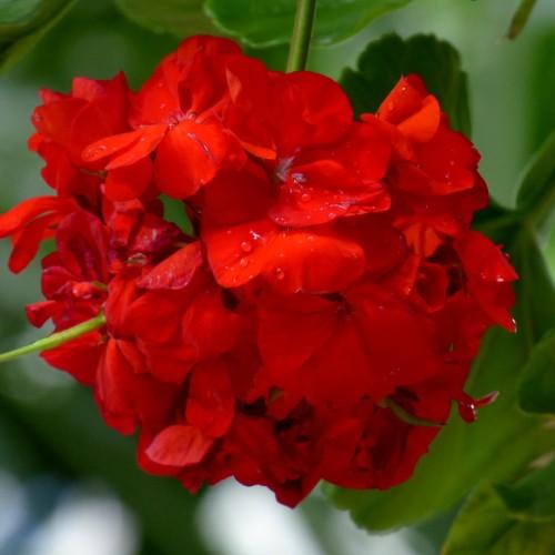 Red flower with anthers, red-white filaments, green stems and leaves.