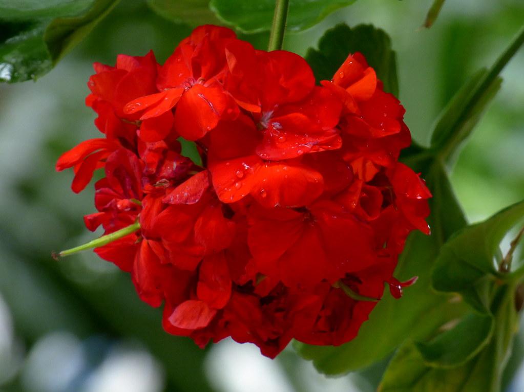 Red flower with anthers, red-white filaments, green stems and leaves.