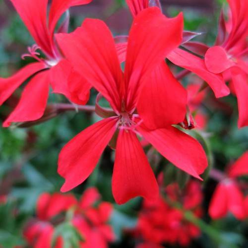 bright-red, shiny flowers with red stamens, burgundy sepals and stems