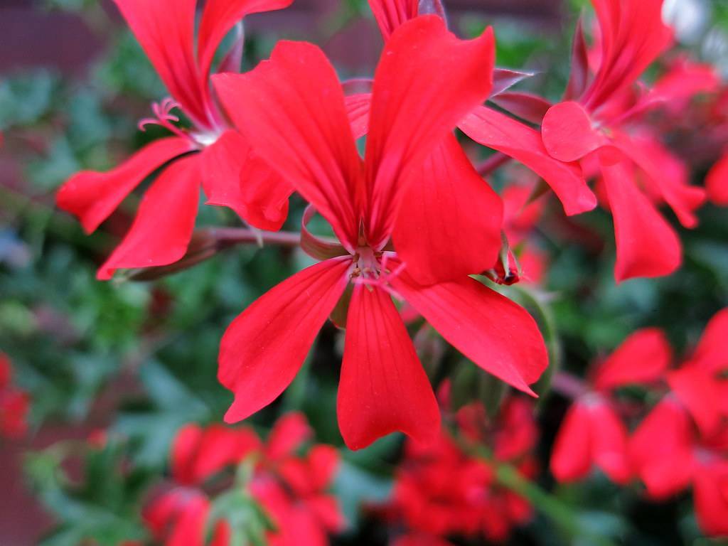 bright-red, shiny flowers with red stamens, burgundy sepals and stems