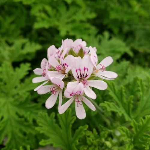 White-magenta flower with stigma, white-magenta style, beige anther, lime sepals, green leaves and stems.