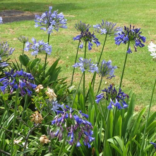 An amalgamation of different blue-violet-light blue-yellow flowers with thin green stems and green leaves.