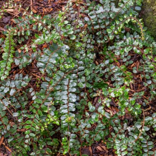 Green leaves with brown stems.