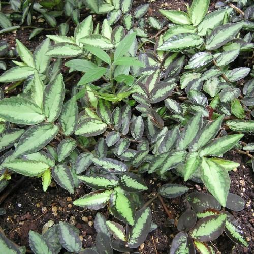 Black-green leaves with brown stems.