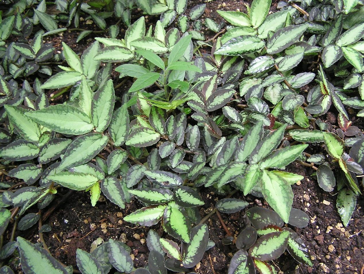 Black-green leaves with brown stems.