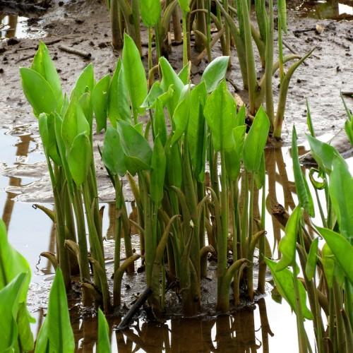 Green leaves with stems .