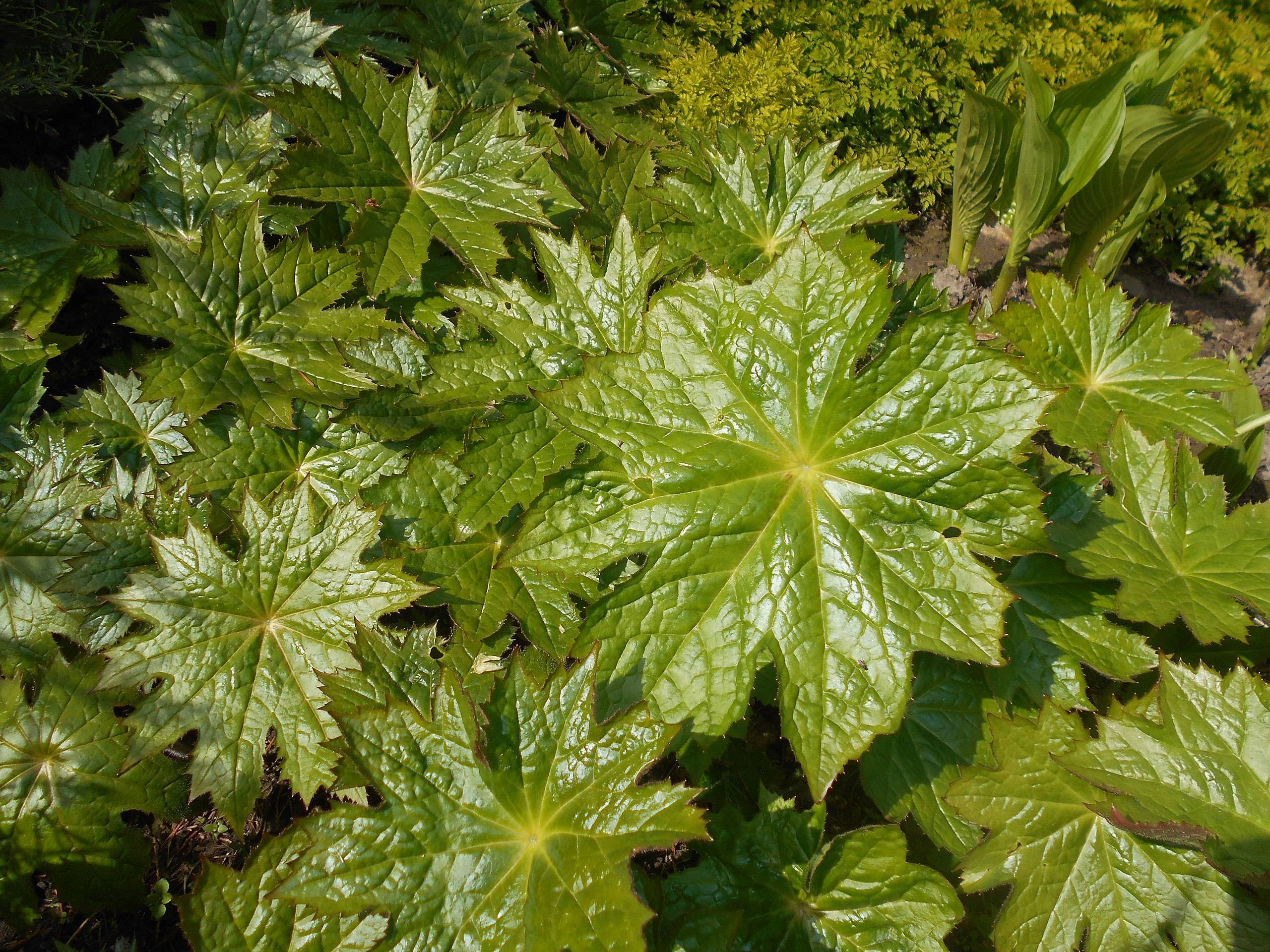 olive leaves with yellow midribs and center 