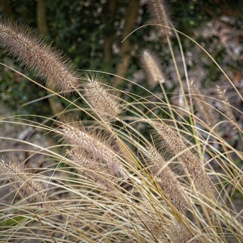 elongated, feathery, wheat-brown cobs, with long, slender, wheat-brown stems