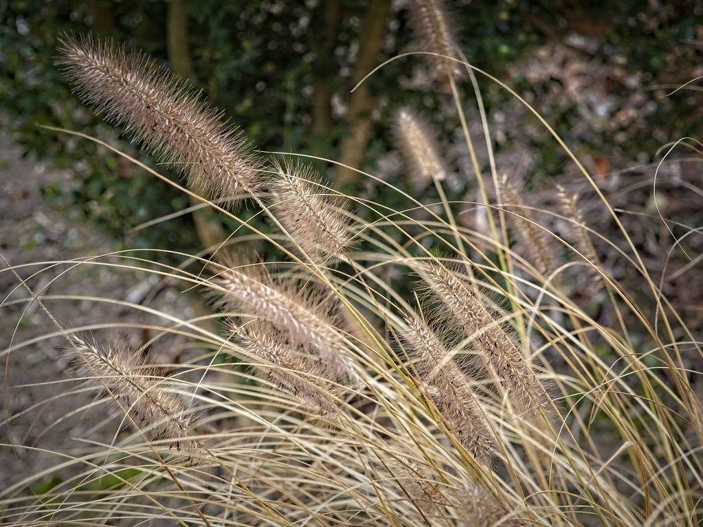 elongated, feathery, wheat-brown cobs, with long, slender, wheat-brown stems