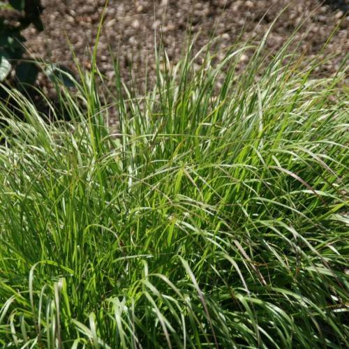 lush-green foliage