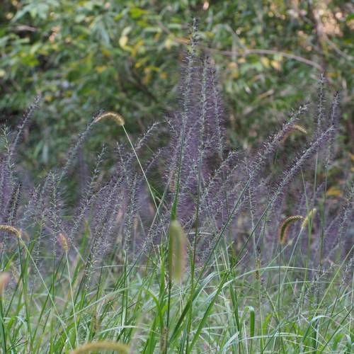 purple flowers with hairs and green foliage