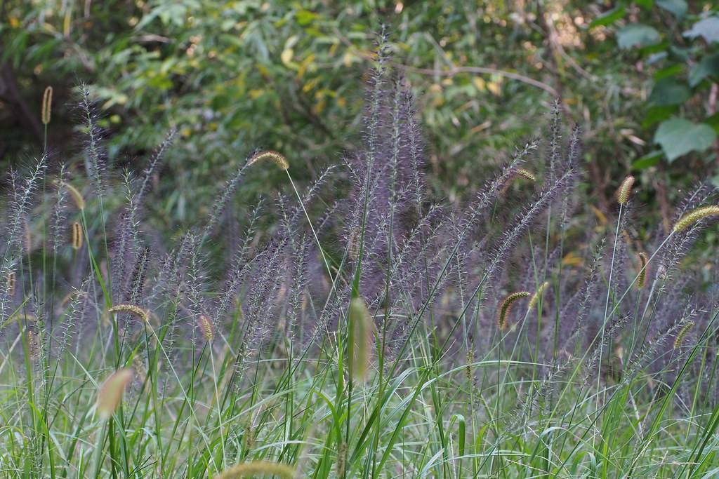 purple flowers with hairs and green foliage