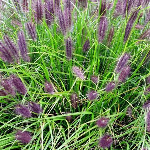purple-white flowers with purple hairs, lime-green foliage and stems