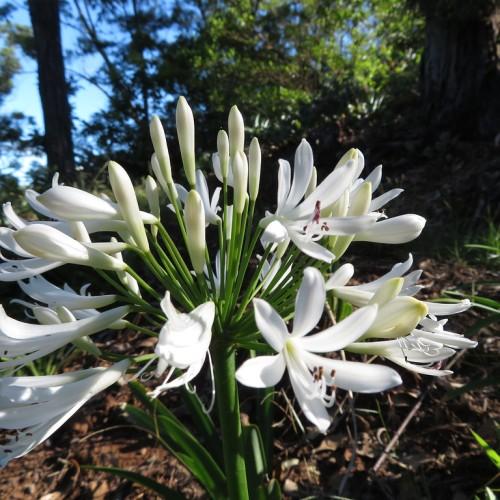 Strong green stem with elegant white flowers.
