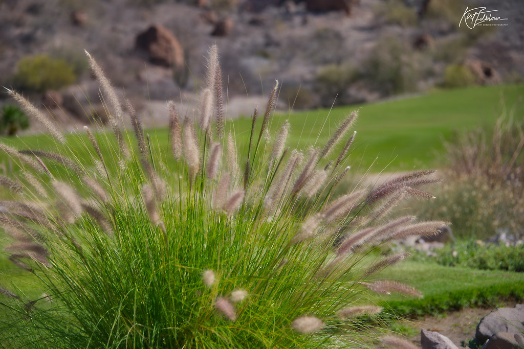 elongated, feathery, gray cobs, with long, slender, shiny, green stems