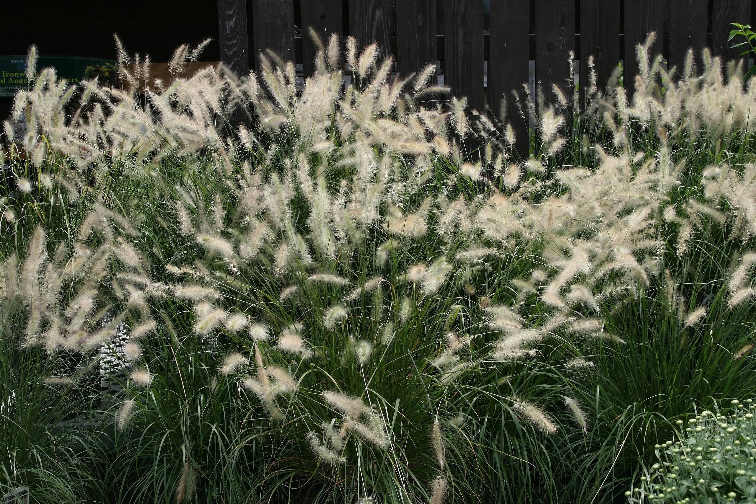 off-white flowers with dark-green foliage and stems