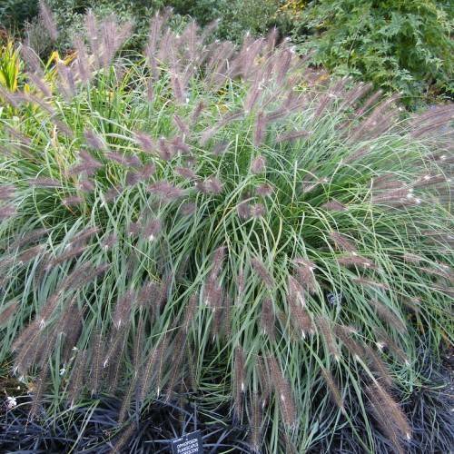 elongated, feathery, midnight-purple flowers or cobs, with long, slender, gray-green stems