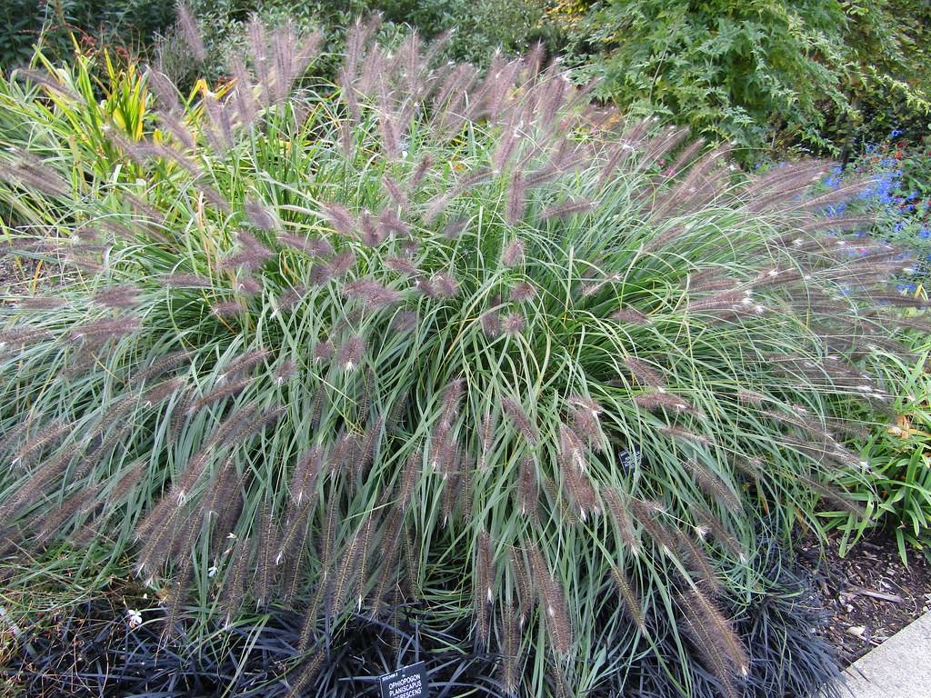 elongated, feathery, midnight-purple flowers or cobs, with long, slender, gray-green stems