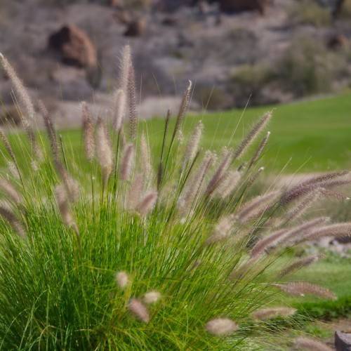 elongated, feathery, gray cobs, with long, slender, shiny, green stems