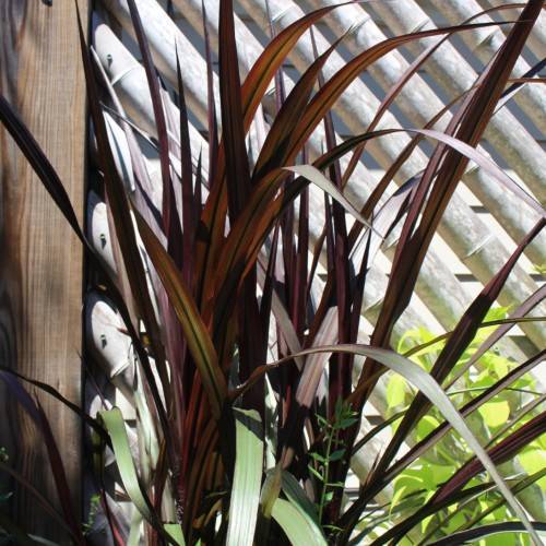 green-brown foliage