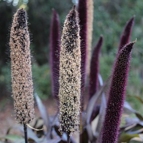 purple-cream flowers with lavender leaves and brown stems