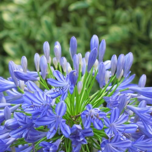 Grass shaped green leaves, surrounded by delicate blue-violet flowers.