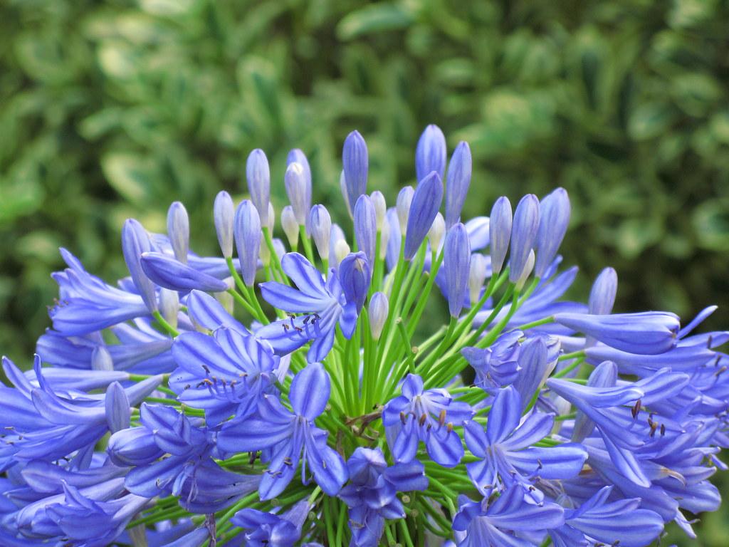 Grass shaped green leaves, surrounded by delicate blue-violet flowers. 