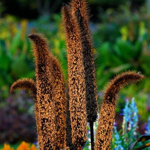 Brown flower with hair, and brown stems.