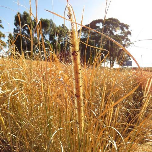 gold-orange spikelets with gold-orange foliage and stems