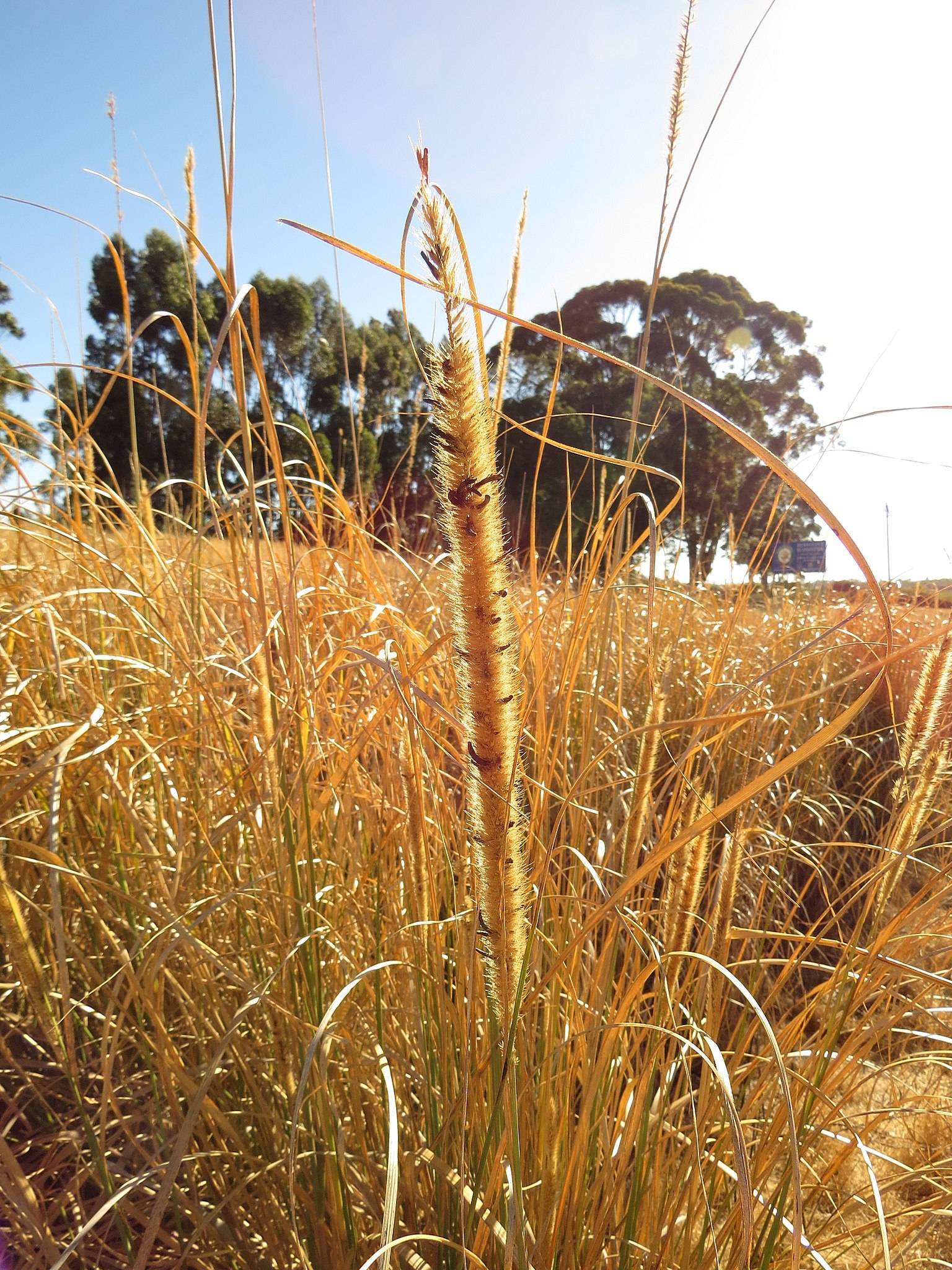 gold-orange spikelets with gold-orange foliage and stems
