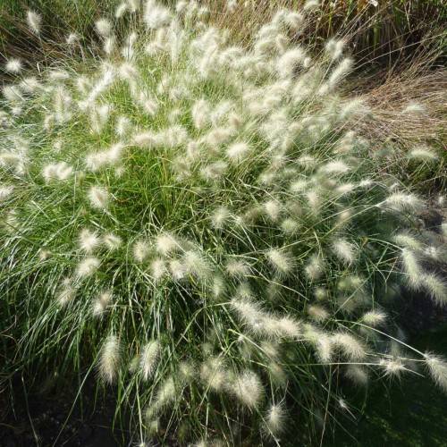 off-white flowers with green foliage and stems