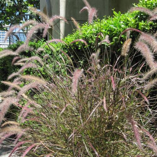 elongated, feathery, gray-purple flowers or cobs, with long, slender, shiny, violet-green stems