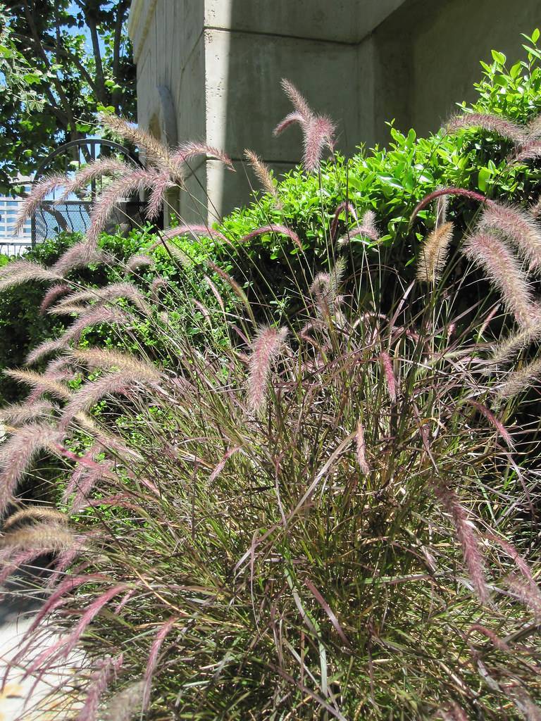 elongated, feathery, gray-purple flowers or cobs, with long, slender, shiny, violet-green stems