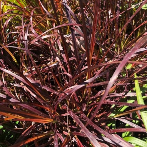 Maroon-green leaves.