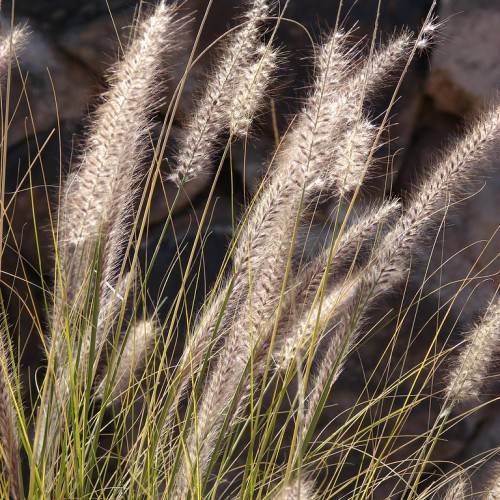 elongated, feathery, gray-khaki flowers or cobs, with long, slender, yellow-green stems