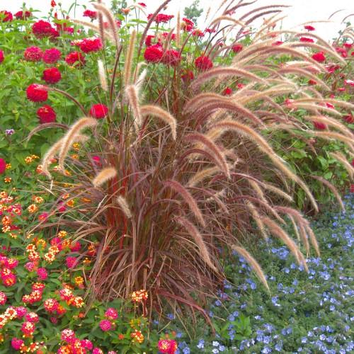 Beige-maroon flower with white hair, maroon-brown leaves and stems