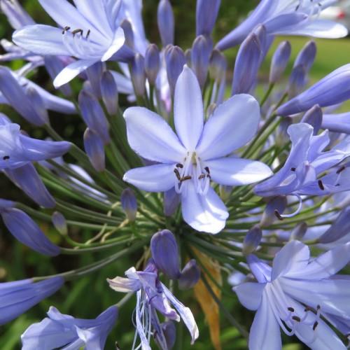 Delicate blue-violet flowers. with green stems.