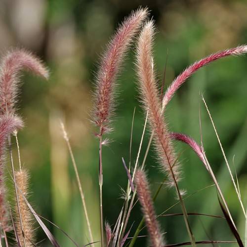 burgundy-beige flowers with beige foliage and stems